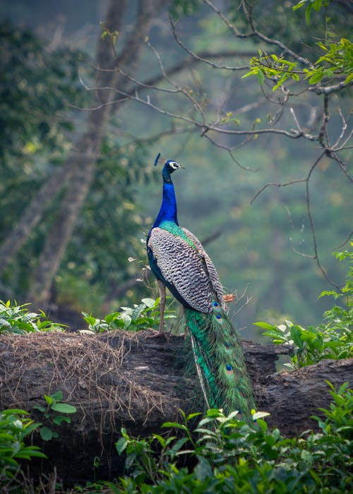 05 Nights 06 Days Gangtok | Lachen | Lachung | North Sikkim Tour Package