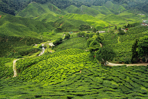 03 Nights 04 Days Darjeeling, Lamahatta / Tinchuley & Mirik Tour Package